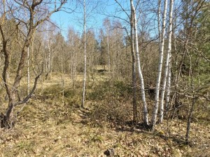 не призначена (с. Ульяновка, Житомирский район) - Продається сільськогосподарська ділянка, 3100 $ - АФНУ