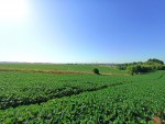Вінницька обїзна (г. Хмельницкий, Раково) - Продається сільськогосподарська ділянка, 80000 $ - АФНУ
