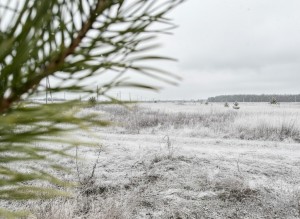 не призначена (с. Лесное, Киево-Святошинский район) - Продається ділянка під забудову, 11000 $ - АФНУ
