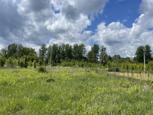 1-ша вулиця (с. Бохоники, Винницкий район) - Продається ділянка під забудову, 22000 $ - АФНУ