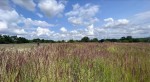 ул. Городня (с. Лесовые Гриновцы, Хмельницкий район) - Продається сільськогосподарська ділянка, 5000 $ - АФНУ