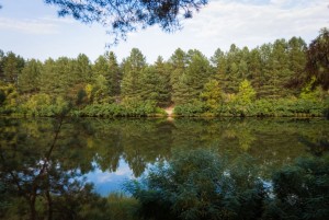 Центральна (с. Хотяновка, Вышгородский район) - Продається сільськогосподарська ділянка, 490000 $ - АФНУ