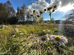 не визначена (с. Почепин, Макаровский район) - Продається ділянка під забудову, 43000 $ - АФНУ