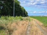 ул. Травнева (с. Михайловка-Рубежовка, Киево-Святошинский район) - Продається сільськогосподарська ділянка, 142770 $ - АФНУ
