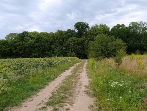 Підлісна (с. Якушинцы, Винницкий район) - Продається ділянка під забудову, 25000 $ - АФНУ