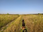Селекційна (с. Фурсы, Белоцерковский район) - Продається сільськогосподарська ділянка, 9500 $ - АФНУ