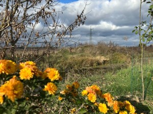 не призначена (г. Ирпень) - Продається сільськогосподарська ділянка, 30000 $ - АФНУ