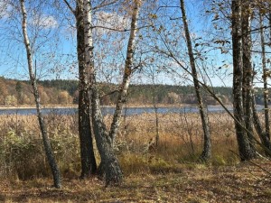 не призначена (с. Забырье, Киево-Святошинский район) - Продається сільськогосподарська ділянка, 220000 $ - АФНУ