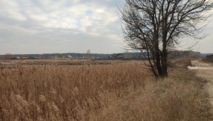 не призначена (с. Горенка, Киево-Святошинский район) - Продається сільськогосподарська ділянка, 13500 $ - АФНУ