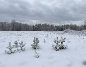 не призначена (с. Михайловка-Рубежовка, Киево-Святошинский район) - Продається сільськогосподарська ділянка, 22000 $ - АФНУ