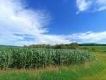 ул. Лісова (с. Червоная Зирка, Хмельницкий район) - Продається сільськогосподарська ділянка, 40000 $ - АФНУ