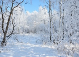 не призначена (с. Ульяновка, Житомирский район) - Продається сільськогосподарська ділянка, 3100 $ - АФНУ