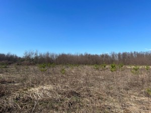 не призначена (с. Михайловка-Рубежовка, Киево-Святошинский район) - Продається сільськогосподарська ділянка, 22000 $ - АФНУ