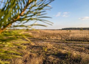 не призначена (с. Лесное, Киево-Святошинский район) - Продається ділянка під забудову, 10000 $ - АФНУ