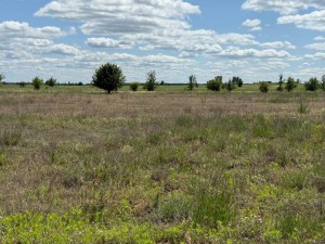 не призначена (с. Лубянка, Бородянский район) - Продається сільськогосподарська ділянка, 12500 $ - АФНУ