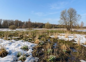 не визначена (с. Михайловка-Рубежовка, Киево-Святошинский район) - Продається сільськогосподарська ділянка, 95000 $ - АФНУ