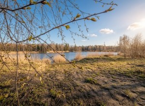 вул. Щорса, 17-д (с. Тарасовщина, Вышгородский район) - Продається ділянка під забудову, 12500 $ - АФНУ