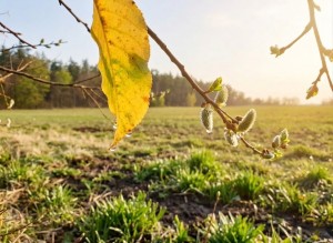 не призначена (с. Михайловка-Рубежовка, Киево-Святошинский район) - Продається сільськогосподарська ділянка, 105000 $ - АФНУ