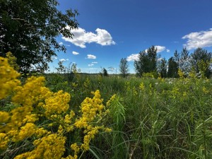 не призначена (пгт. Гостомель, г. Ирпень) - Продається ділянка під забудову, 150000 € - АФНУ