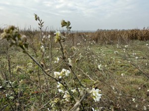 вул.Наталії Ужвій (с. Михайловка-Рубежовка, Киево-Святошинский район) - Продається ділянка під забудову, 230000 $ - АФНУ