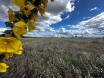вул.Героїв Вітчизни, 26 (с. Михайловка-Рубежовка, Киево-Святошинский район) - Продається ділянка під забудову, 16000 $ - АФНУ