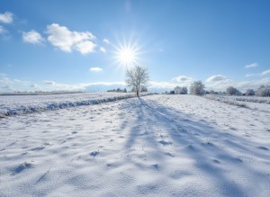 вул.Садова, 40 (с. Лещин, Житомирский район) - Продається ділянка під забудову, 8500 $ - АФНУ