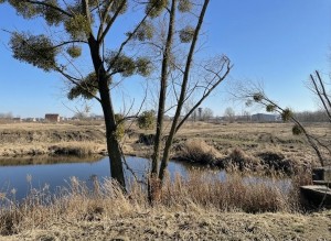 не призначена (г. Буча, Ястремщина) - Продається ділянка під забудову, 133000 $ - АФНУ