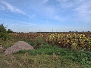 не призначена (с. Олеевка, Житомирский район) - Продається сільськогосподарська ділянка, 3500 $ - АФНУ