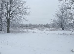 вул.Каштаноа (с. Мироцкое, Киево-Святошинский район) - Продається ділянка під забудову, 9000 $ - АФНУ