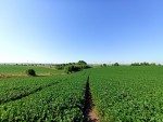 Вінницька обїзна (г. Хмельницкий, Раково) - Продається сільськогосподарська ділянка, 80000 $ - АФНУ