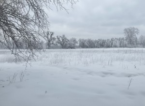 вул.Дружби (Радянська) (с. Мироцкое, Киево-Святошинский район) - Продається коммерційна ділянка, 9000 $ - АФНУ