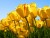 oksanadashko1979@yandex.ru